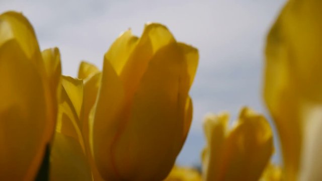 Female hand glide over yellow tulips. Close-up.