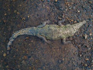 Aerial view of the crocodiles in the Tarcoles river in Costa Rica