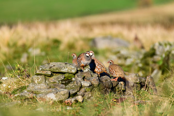 Wild Red-legged Partridge in natural habitat of reeds and grasses on moorland in Yorkshire Dales, UK