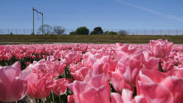 Walk on pink tulips.
