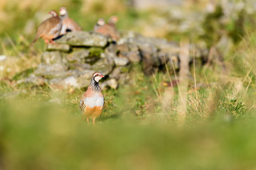 Wild Red-legged Partridge in natural habitat of reeds and grasses on moorland in Yorkshire Dales, UK