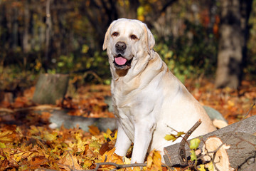 a yellow labrador playing in the park in autumn