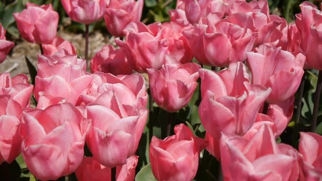 Panorama of pink tulips. Close-up.