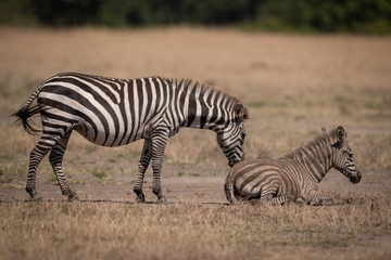 Fototapeta na wymiar Plains zebra stands nuzzling foal in dust