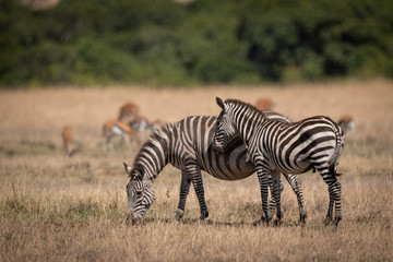 Fototapeta na wymiar Plains zebra stands by mother near gazelles