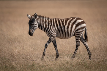 Fototapeta na wymiar Plains zebra walking alone on grassy plain