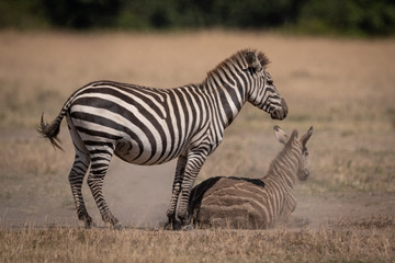 Fototapeta na wymiar Plains zebra stands over foal in dust