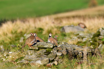 Wild Red-legged Partridge in natural habitat of reeds and grasses on moorland in Yorkshire Dales, UK