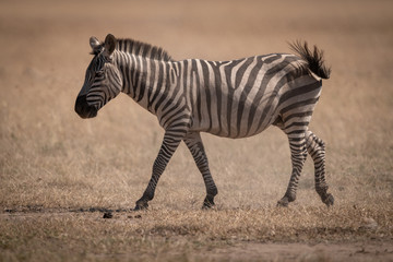 Plains zebra walks across savannah swishing tail