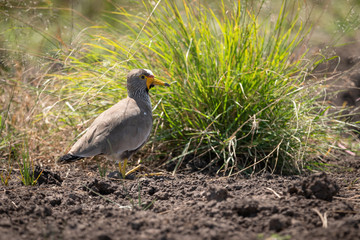 Senegal wattled plover by clump of grass