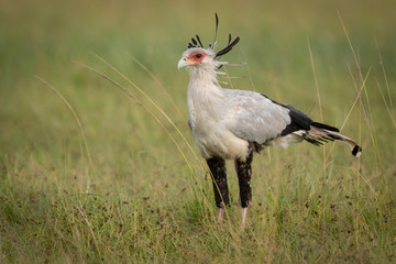 Secretary bird stands in grass in savannah