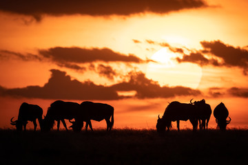 Obraz na płótnie Canvas Six blue wildebeest silhouetted against orange sunset
