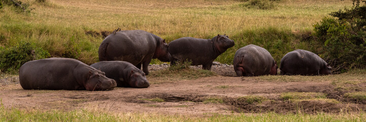 Six hippos lying and standing on savannah