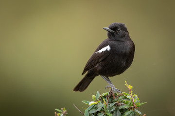 Sooty chat perched in bush eyeing camera