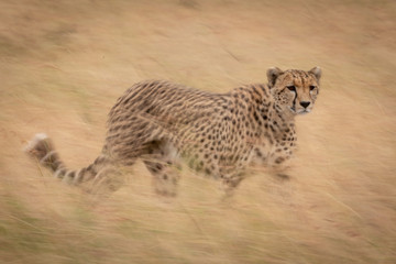 Slow pan of cheetah walking in grass