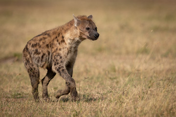 Spotted hyena runs across grass in sunshine