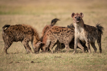 Naklejka na ściany i meble Spotted hyena with pack stands facing camera