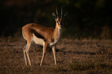 Thomson gazelle stands with catchlight in savannah