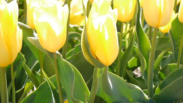 Panorama on a yellow tulip. Close-up.