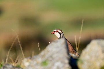 Wild Red-legged Partridge in natural habitat of reeds and grasses on moorland in Yorkshire Dales, UK