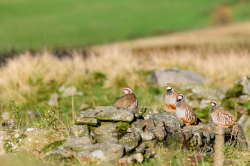Wild Red-legged Partridge in natural habitat of reeds and grasses on moorland in Yorkshire Dales, UK