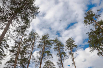 the plane among the trees in the sky