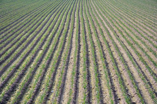 Textura campo arado y sembrado 