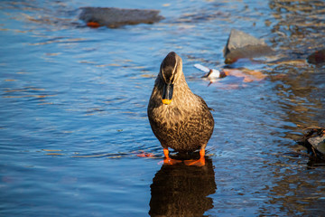 Angry bird. The Spot-Billed Duck seems to be angry.