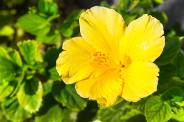 Yellow Hibiscus flower in garden