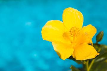 Yellow Hibiscus flower over blue background