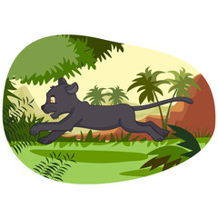 Wild animal Panther in jungle forest background