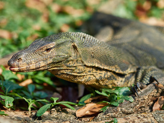 Massive Asian water monitor lizard spotted in Lumpini Park in Bangkok
