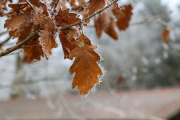 Frosty morning in the forest. The leaves are covered with frost