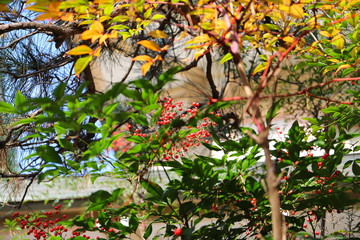 Fototapeta na wymiar 寺の境内の縁起のいい植物　赤い実　南天
