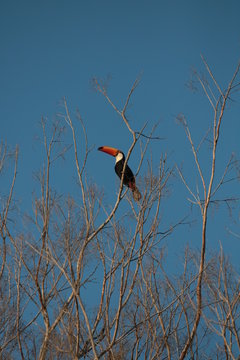 Tucano 1