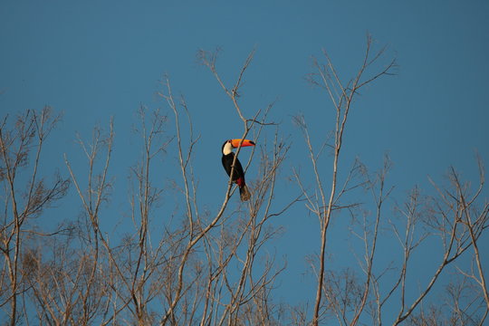 Tucano 2