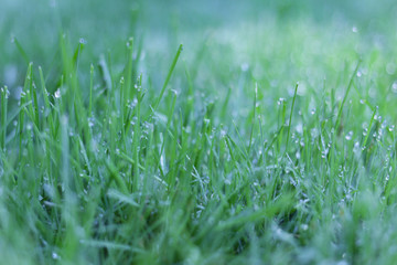 Green Grass with Water Drops