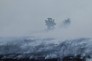 Cultivated area in Thailand Stimulated by Burn down For new planting, This type of activity affects the environment.