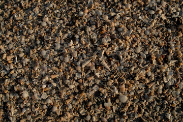Shells on the beach