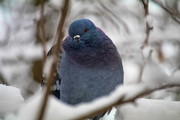 a blue dove on a snow-covered branch in winter. she turned her head and looked at the camera. Posing for the camera.