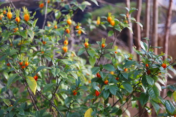 寺の境内に咲く冬の黄色い花