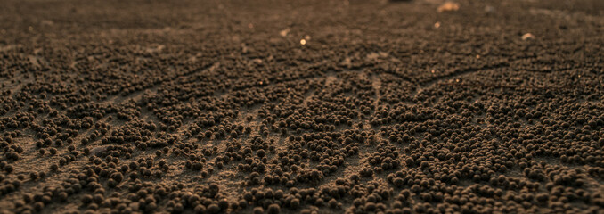 Behavior of crab in the beach, Digging holes for habitat