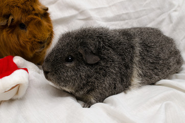 Meerschweinchen untersucht Weihnachtshut (silber-agouti rex)