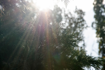 sun