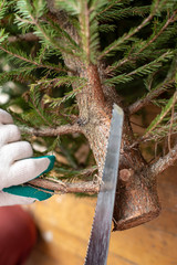 Gloved hands using a saw to cut branches at the bottom of the Christmas tree. Preparing for the New Year.