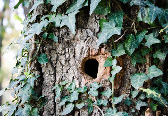 hollow