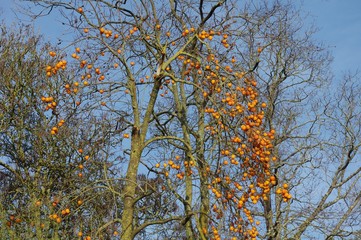 Fototapeta premium Les kakis