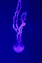 Beautiful jellyfish, medusa in the neon light with the fishes. Underwater life in ocean jellyfish. exciting and cosmic sight