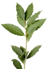 Branch of the laurel