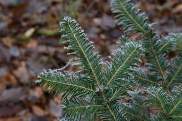 Frosty morning in the forest. Needles in the frost
